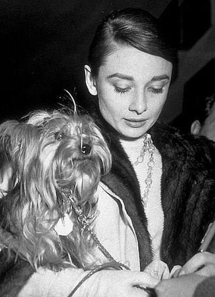 33-1126 Audrey Hepburn and husband Mel Ferrer C. 1958