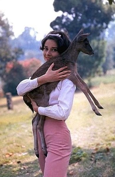 33-2274 Audrey Hepburn doing exercises on the MGM set of "Green Mansions"